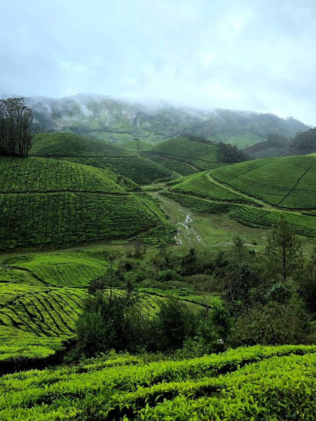 Rows of tea bushes over rolling hills, with mist on the mountain behind